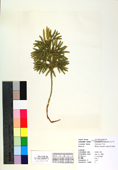 primary herbarium image