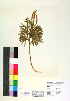 primary herbarium image