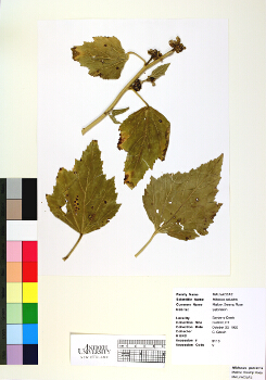 primary herbarium image
