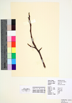 primary herbarium image