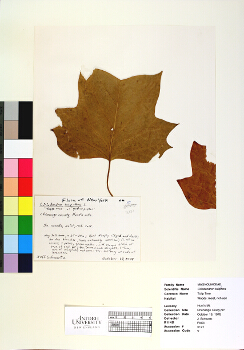 primary herbarium image
