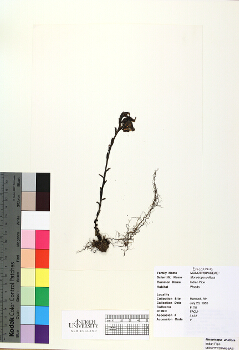 primary herbarium image