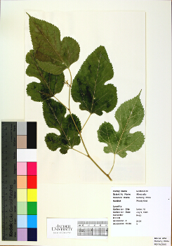 primary herbarium image