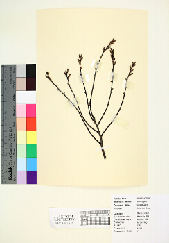 primary herbarium image