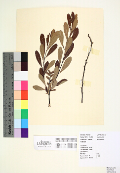 primary herbarium image