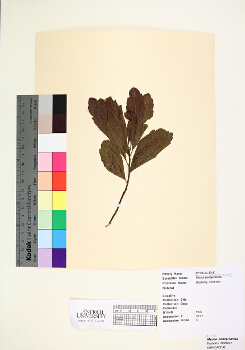 primary herbarium image