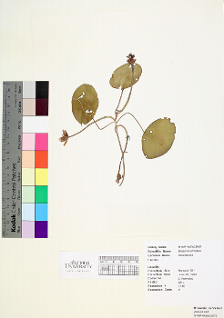 primary herbarium image