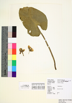 primary herbarium image
