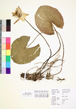 primary herbarium image