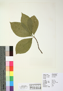 primary herbarium image