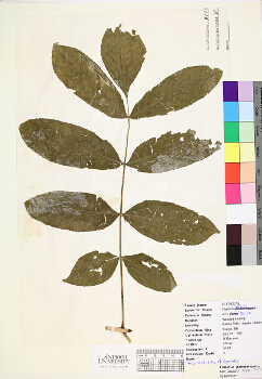 primary herbarium image