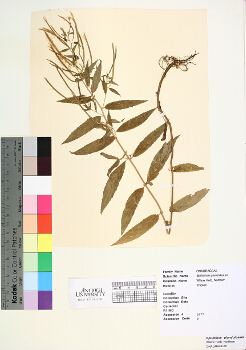 primary herbarium image
