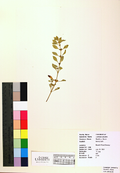 primary herbarium image