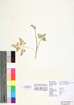 primary herbarium image