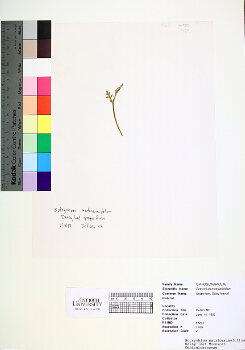 primary herbarium image