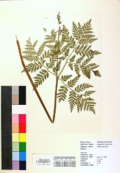 primary herbarium image