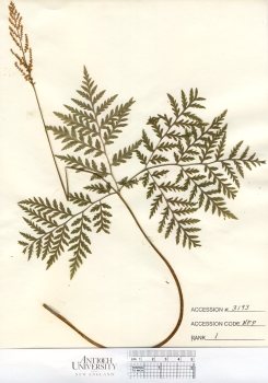 primary herbarium image