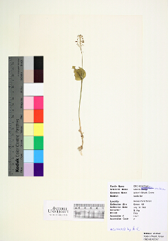 primary herbarium image