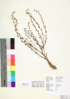 primary herbarium image