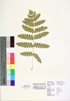 primary herbarium image