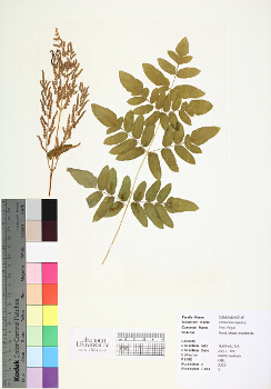 primary herbarium image