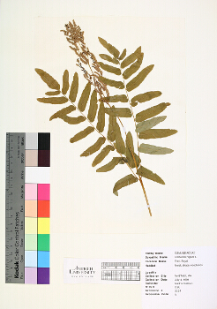 primary herbarium image