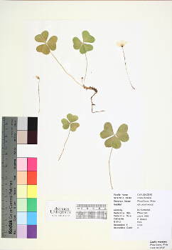 primary herbarium image