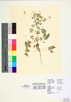 primary herbarium image