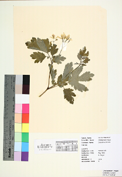 primary herbarium image
