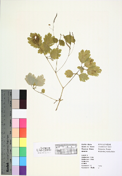 primary herbarium image