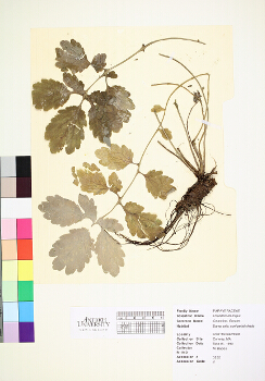 primary herbarium image