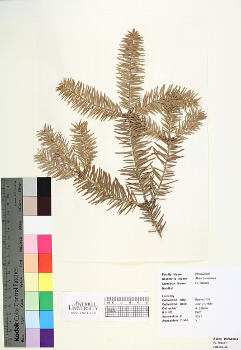 primary herbarium image
