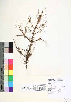 primary herbarium image