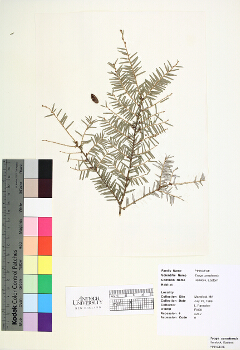 primary herbarium image