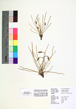 primary herbarium image