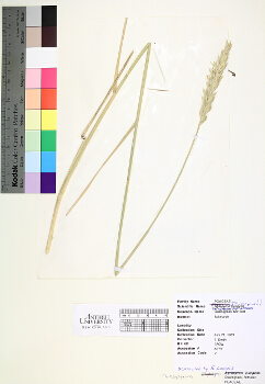 primary herbarium image