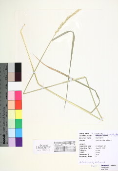primary herbarium image