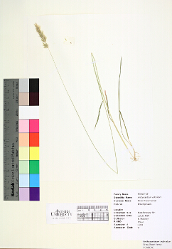 primary herbarium image