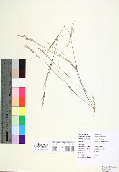 primary herbarium image