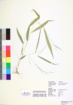 primary herbarium image