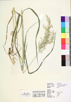primary herbarium image