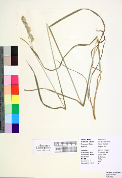 primary herbarium image