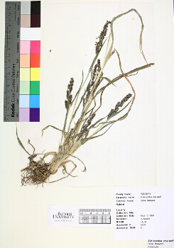 primary herbarium image