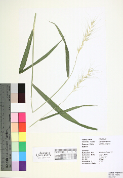 primary herbarium image