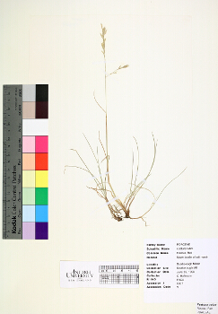 primary herbarium image