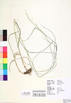 primary herbarium image