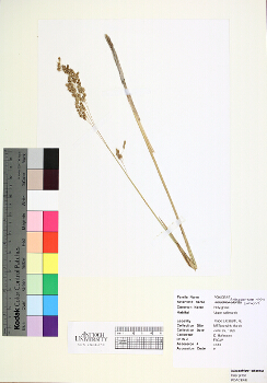 primary herbarium image