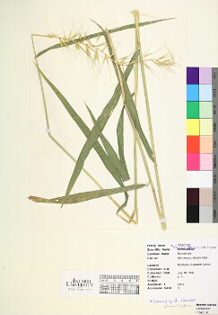 primary herbarium image