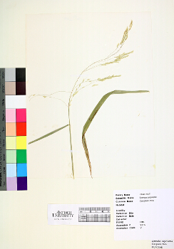 primary herbarium image