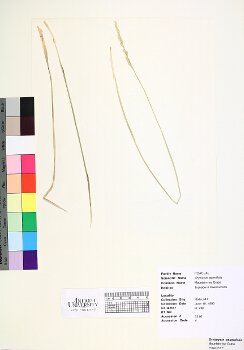primary herbarium image